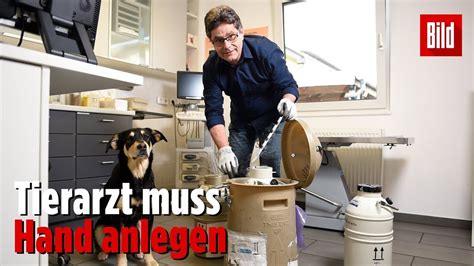 hund absamen